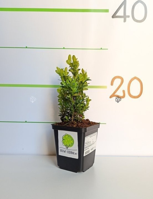 Bukszpan wieczniezielony kula Buxus sempervirens C7,5