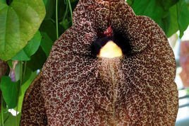 Kokornak wielkolistny Aristolochia macrophylla P9