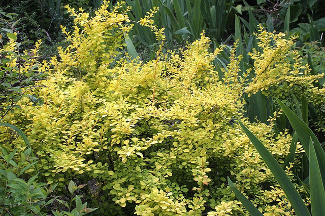 Berberys Thunberga Golden Carpet PBR Berberis thunbergii C2