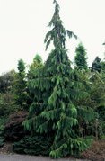 Cyprysik nutkajski Pendula Chamaecyparis nootkatensis C2