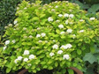 Tawuła brzozolistna Tor Gold PBR Spiraea betulifolia C2