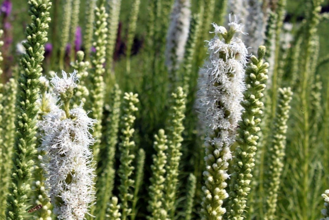 Liatra kłosowa Alba Liatris spicata P9