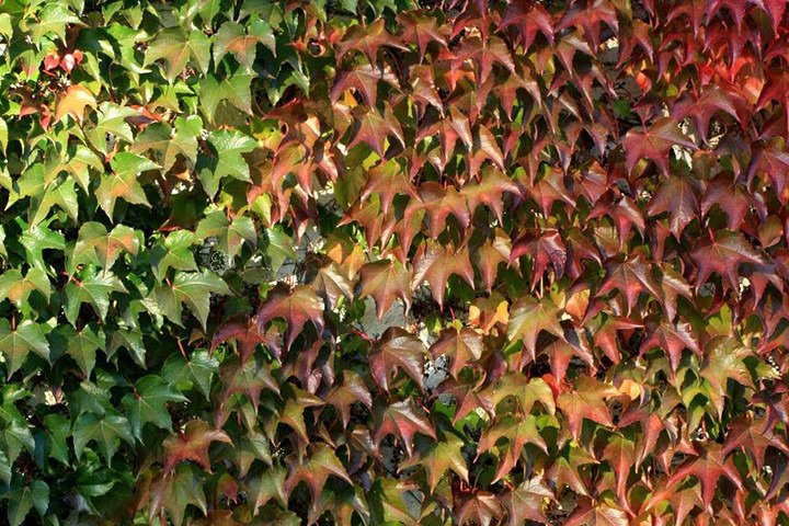 Winobluszcz trójklapowy Parthenocissus tricuspidata C2