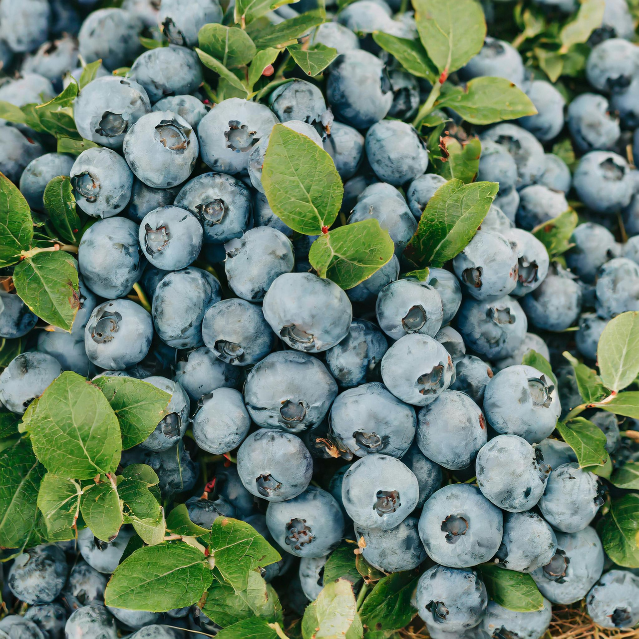 Borówka amerykańska Darrow Vaccinium corymbosum P9