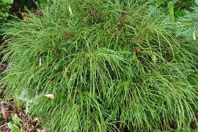 Tuja Whipcord Thuja plicata C3