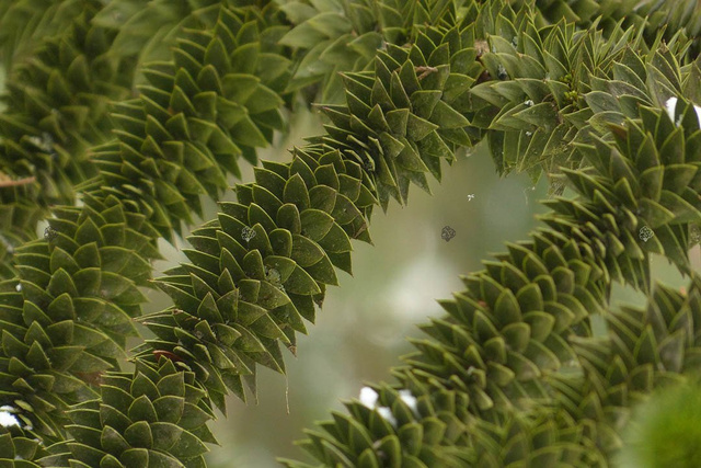 Araukaria chilijska C2