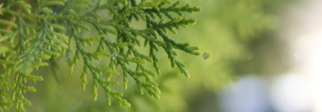 Tuja Brabant Thuja occidentalis P9
