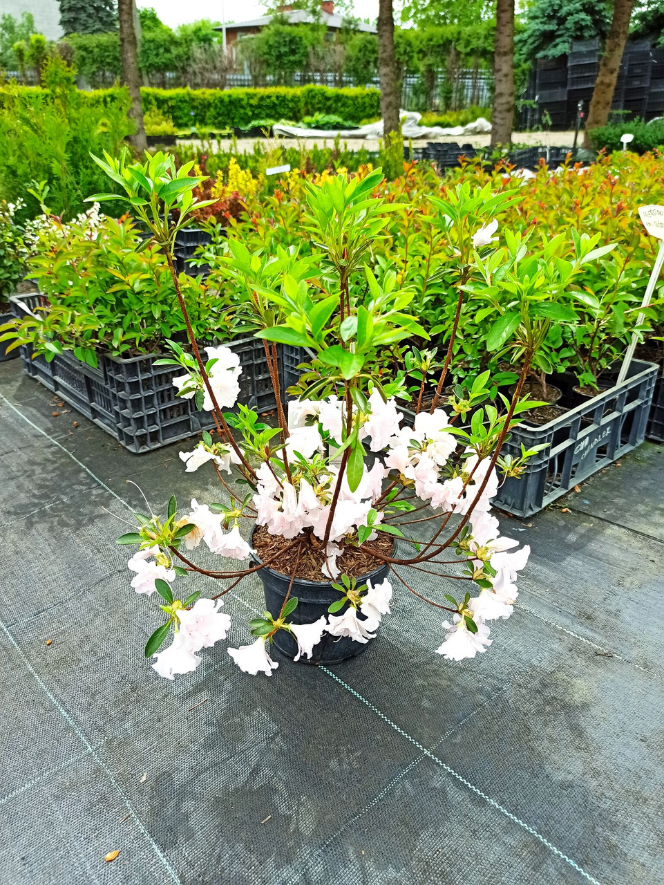 Azalia japońska Eliza Hyatt Rhododendron obtusum C2