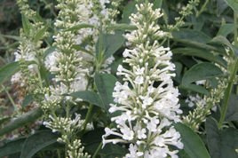 Budleja Davida Argus White PBR Buddleja davidii C2