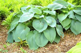 Funkia Big Daddy Hosta P13