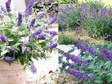 Budleja Blue Chip PBR Buddleja