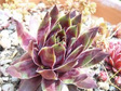 Rojnik murowy Purpureum Sempervivum tectorum P9