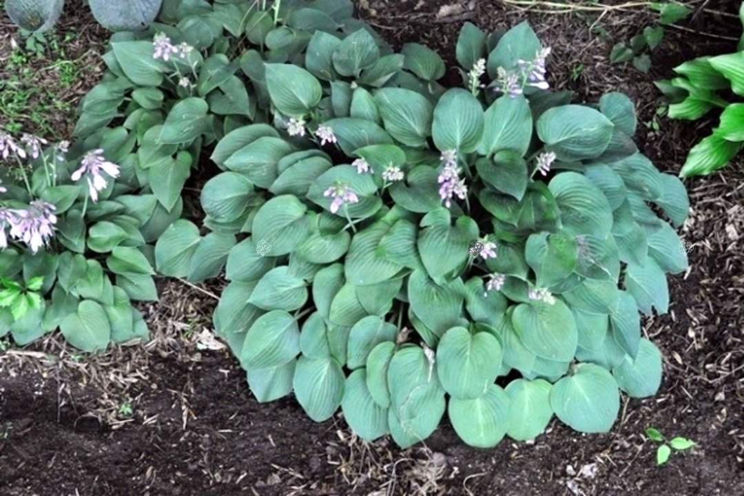 Funkia Pacific Blue Edger Hosta C2