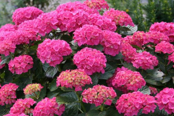 Hortensja ogrodowa Deutschland Hydrangea macrophylla C1