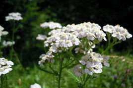 Krwawnik kichawiec Perry's White Achillea ptarmica P9