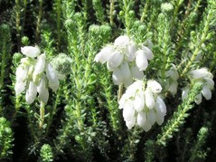 Wrzosiec bagienny Alba Erica tetralix C1