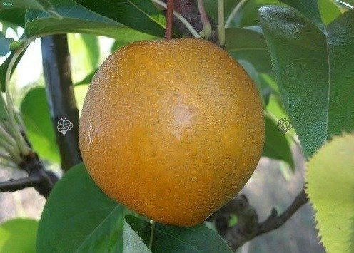 Grusza Chojuro Pyrus pyrifolia