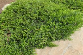 Jałowiec sabiński Broadmoor Juniperus sabina C3