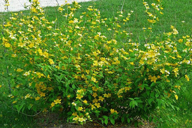 Złotlin japoński Golden Guinea Kerria japonica P9
