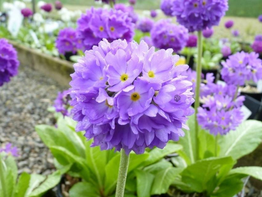 Pierwiosnek ząbkowany Blue Primula denticulata P9