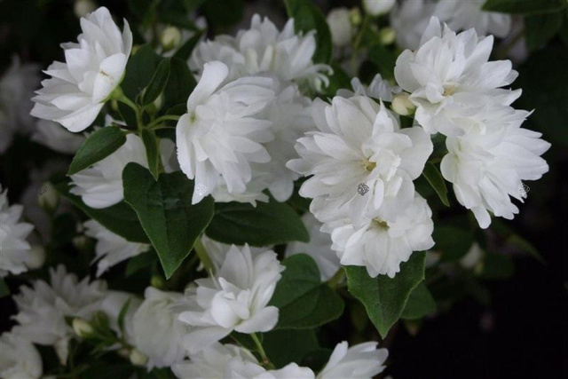 Jaśminowiec Frosty Morn Philadelphus P9