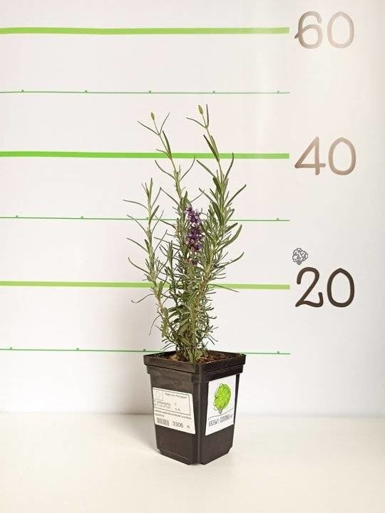 Lawenda wąskolistna Hidcote Lavandula angustifolia P9