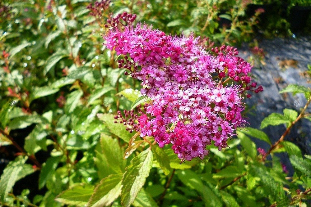 Tawuła japońska Dart's Red Spiraea japonica C2