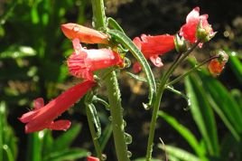 Penstemon bródkowy Coccineus Penstemon barbatus C2