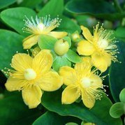 Dziurawiec bezwonny Magical Sunshine PBR Hypericum inodorum C2