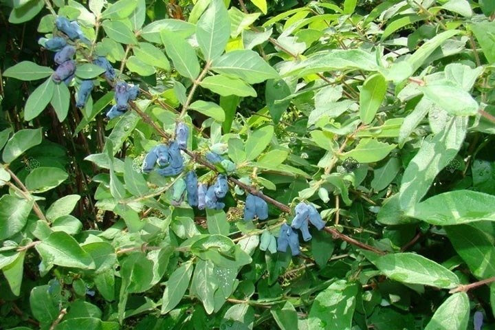 Jagoda kamczacka Czelabinka Lonicera caerulea var. kamtschatica P9