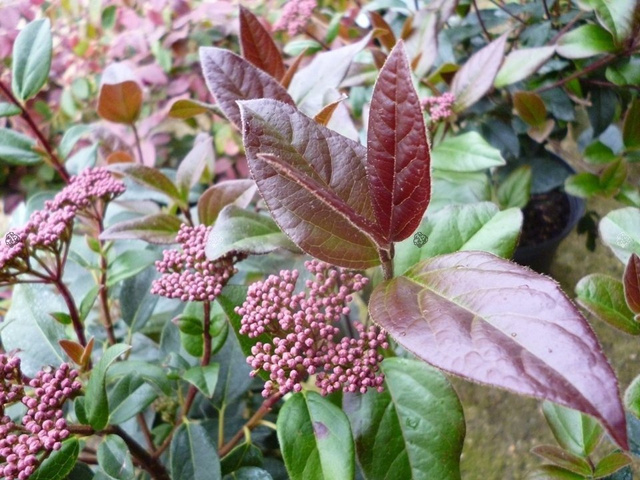 Kalina wawrzynowata Purpureum Viburnum tinus C2