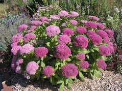 Rozchodnik karpacki Autumn Joy Sedum telephium P9