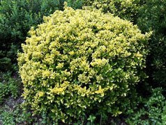 Trzmielina japońska Aureomarginatus Euonymus japonicus C2