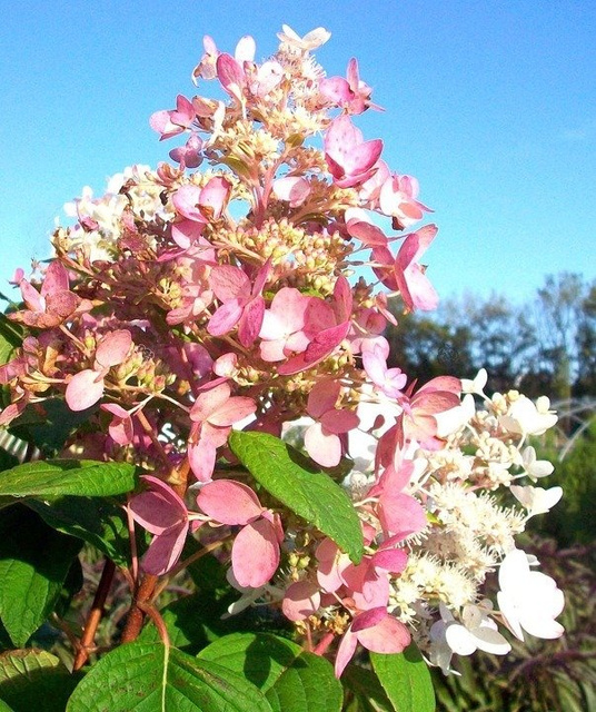 Hortensja bukietowa Pink Diamond Hydrangea paniculata C3