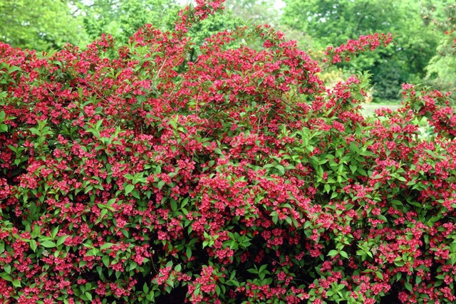 Krzewuszka Bristol Ruby Weigela P9