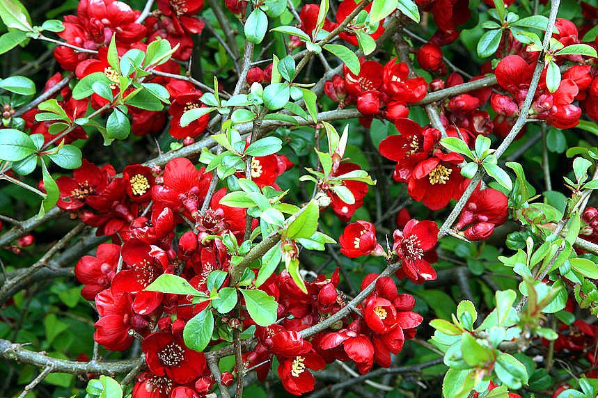 Pigwowiec pośredni Crimson and Gold Chaenomeles superba C2