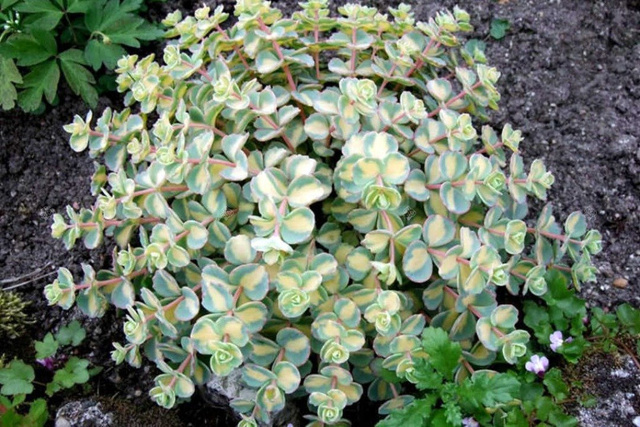 Rozchodnik białoróżowy Mediovariegatum Sedum alboroseum P9