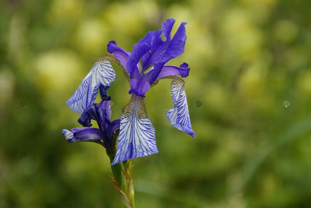 Kosaciec blady Variegata Iris pallida P9