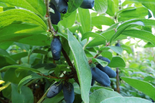 Jagoda kamczacka Atut Lonicera caerulea var. kamtschatica P9