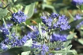 Barbula klandońska Heavenly Blue Caryopteris clandonensis P9