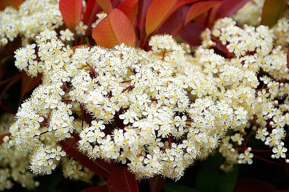 Głogownik Frasera Red Robin Photinia fraseri P9