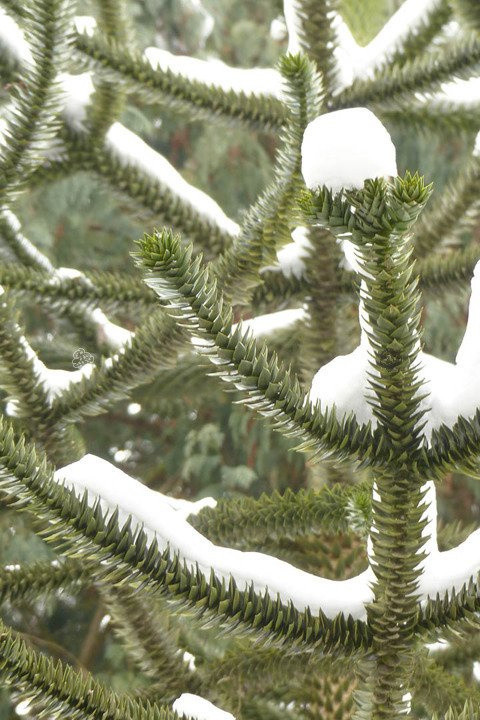 Araukaria chilijska C2