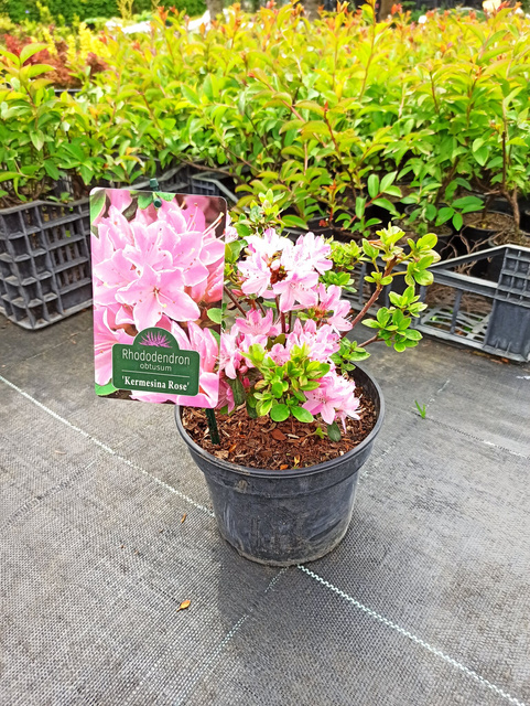 Azalia japońska Kermesina Rose Rhododendron obtusum C2