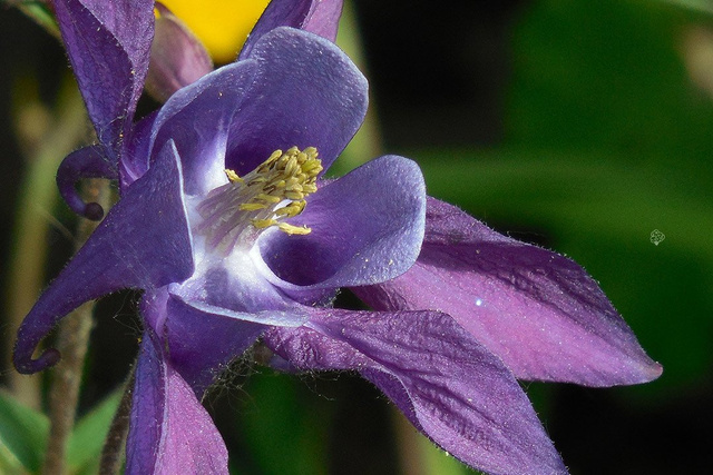 Orlik alpejski Aquilegia alpina P9