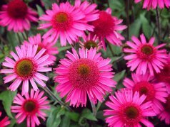 Jeżówka Delicious Candy PBR Echinacea C3