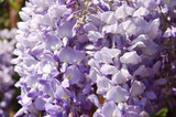 Glicynia chińska Blau Wisteria sinensis P9