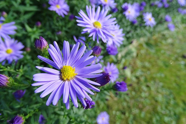 Aster gawędka Blue King Aster amellus C3