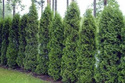 Tuja Holmstrup Thuja occidentalis C2