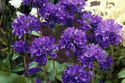 Dzwonek skupiony Superba Campanula glomerata P9