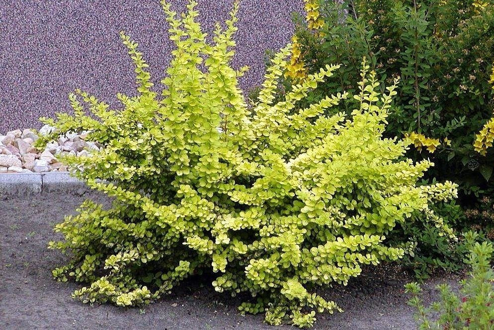 Berberys Thunberga Aurea Berberis thunbergii C2